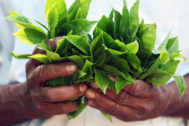bell tea sustainability ethical tea partnership